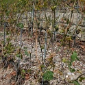 Vignes grelees Lavaux - 081